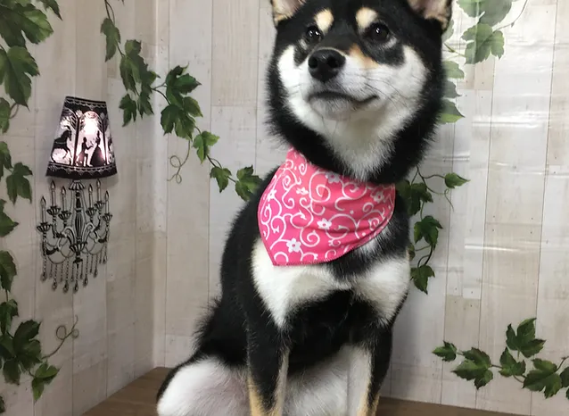 トリミング ペットショップいきものがかり ペットホテル トリミング ペットショップ 日本 帯広