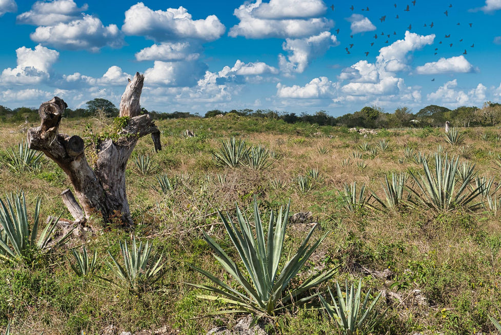 Hacienda Sotuta de Peón in Mexico