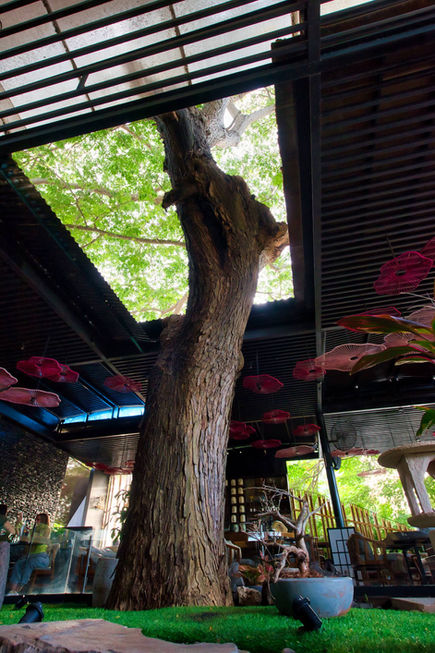 Miyabi | El Árbol in Mérida, Mexico