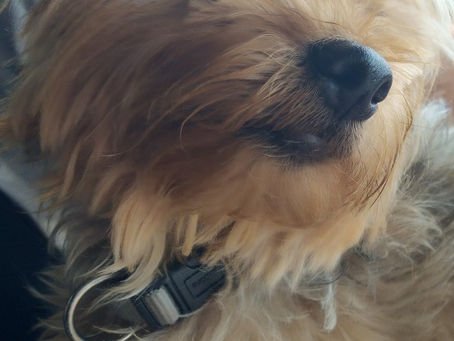 Charlie
