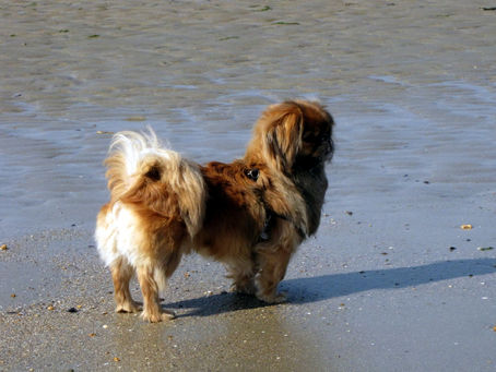 One ‘big’ dog