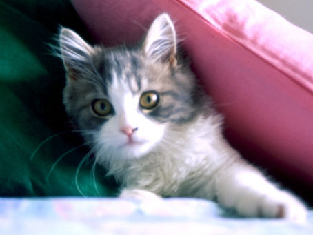 Jessie the cat