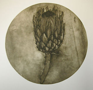 Judy Woodborne, Protea