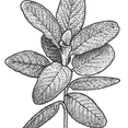 Detailed Sage Leaf Illustration