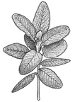 Illustrated Mint