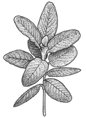 イラストミント
