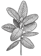 Illustrated Mint