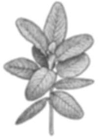 Illustrated Mint