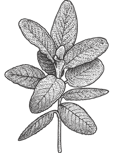 Illustrated Mint