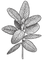 イラストミント