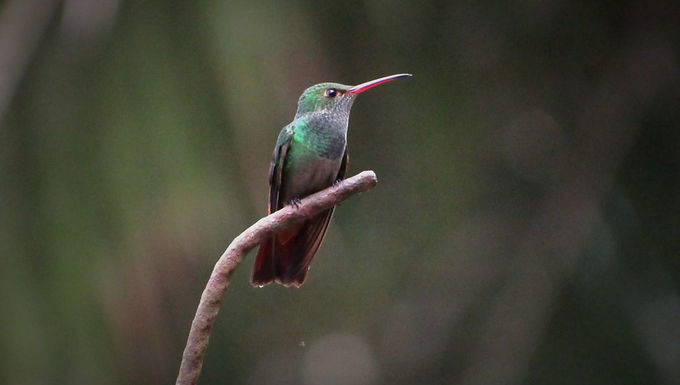 Colibrí Cola Rufa
(Rufous-tailed Hummingbird)