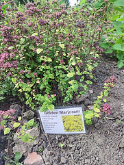 golden marjoram