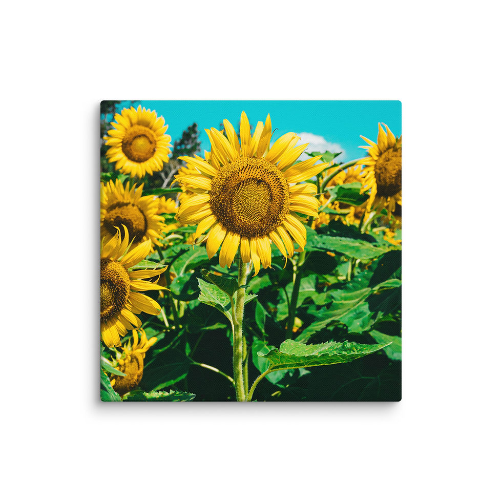 Thumbnail: SUNNY DAY 001 CANVAS