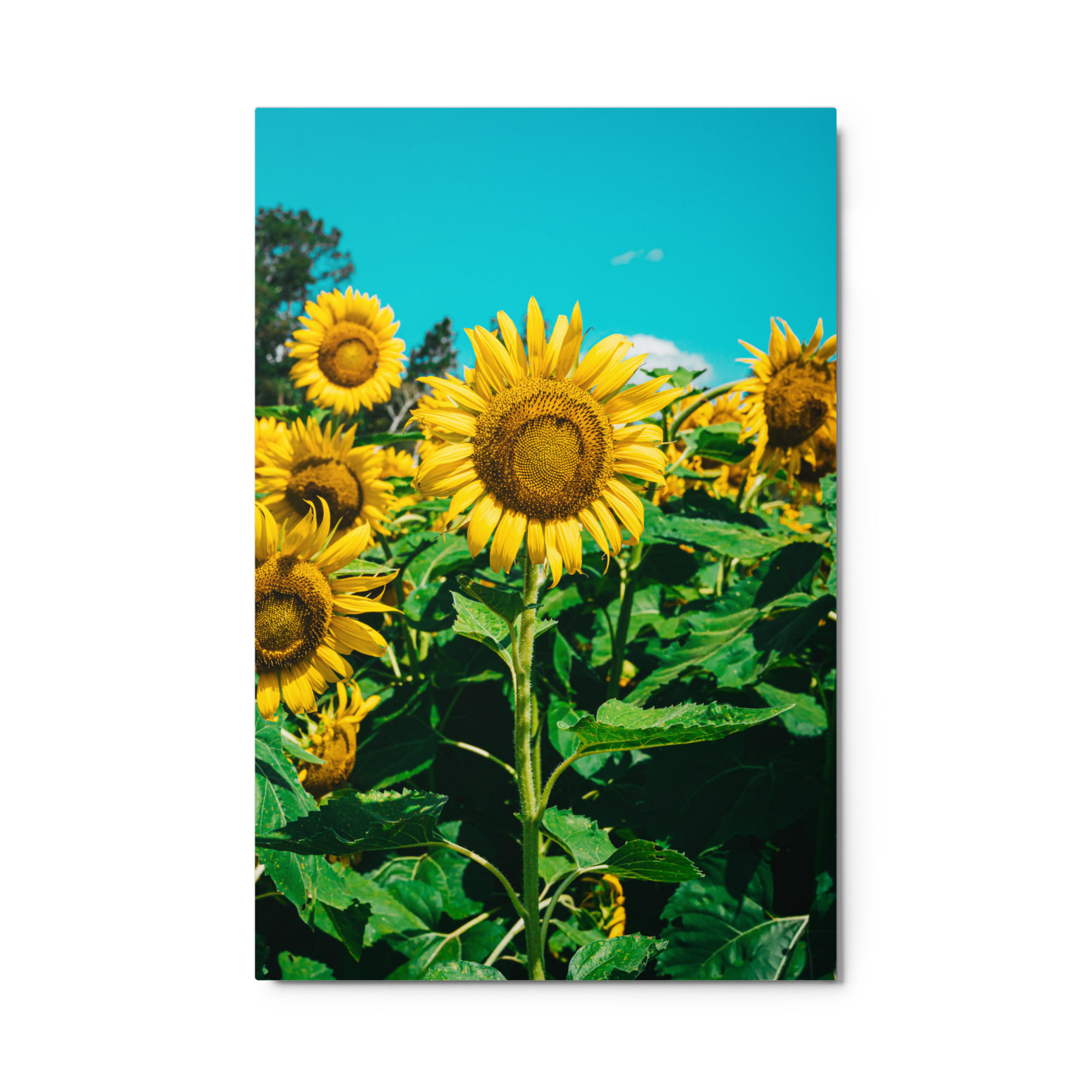 SUNNY DAY 001 METAL PRINT