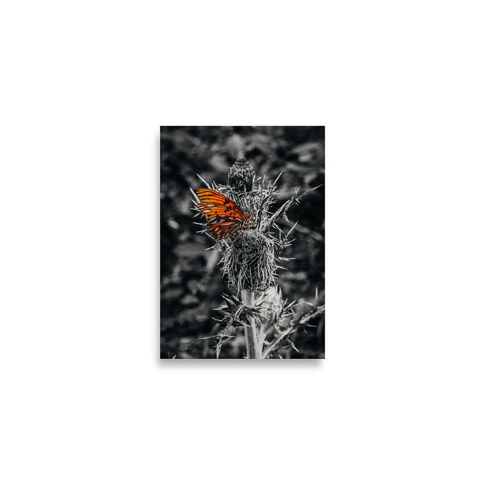 Thumbnail: BUTTERFLY 002 MATTE PRINT
