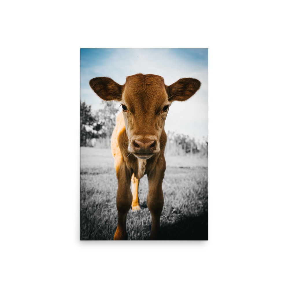 BABY MOOO 001 GLOSS PRINT