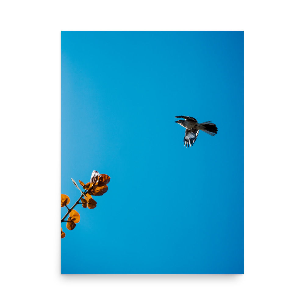 BIRD 001 MATTE PRINT