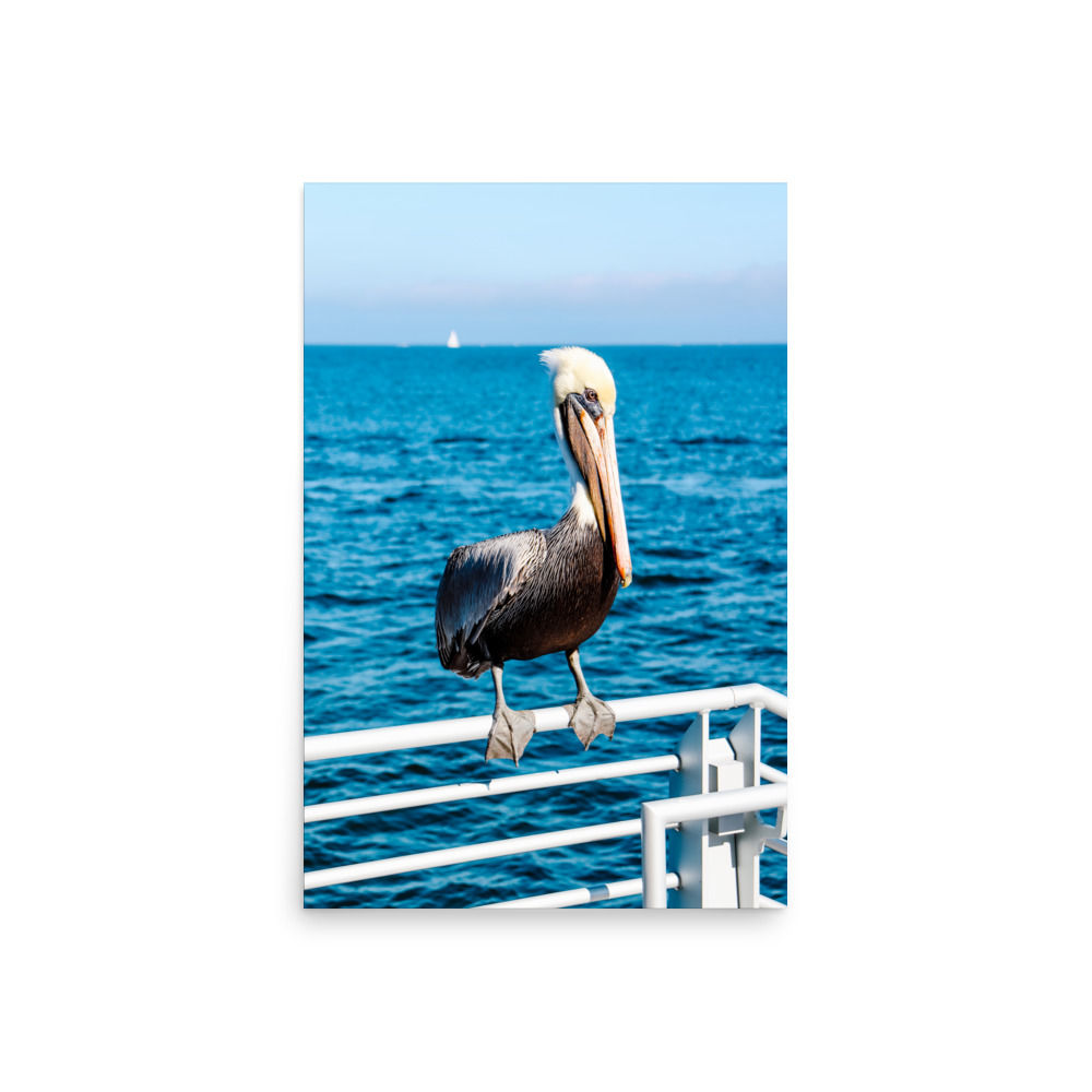 PELICAN 001 MATTE PRINT