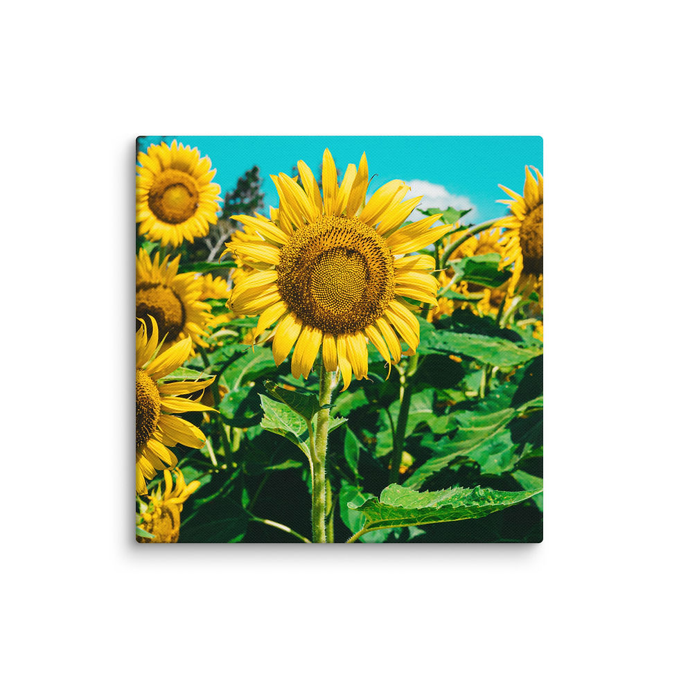 Thumbnail: SUNNY DAY 001 CANVAS