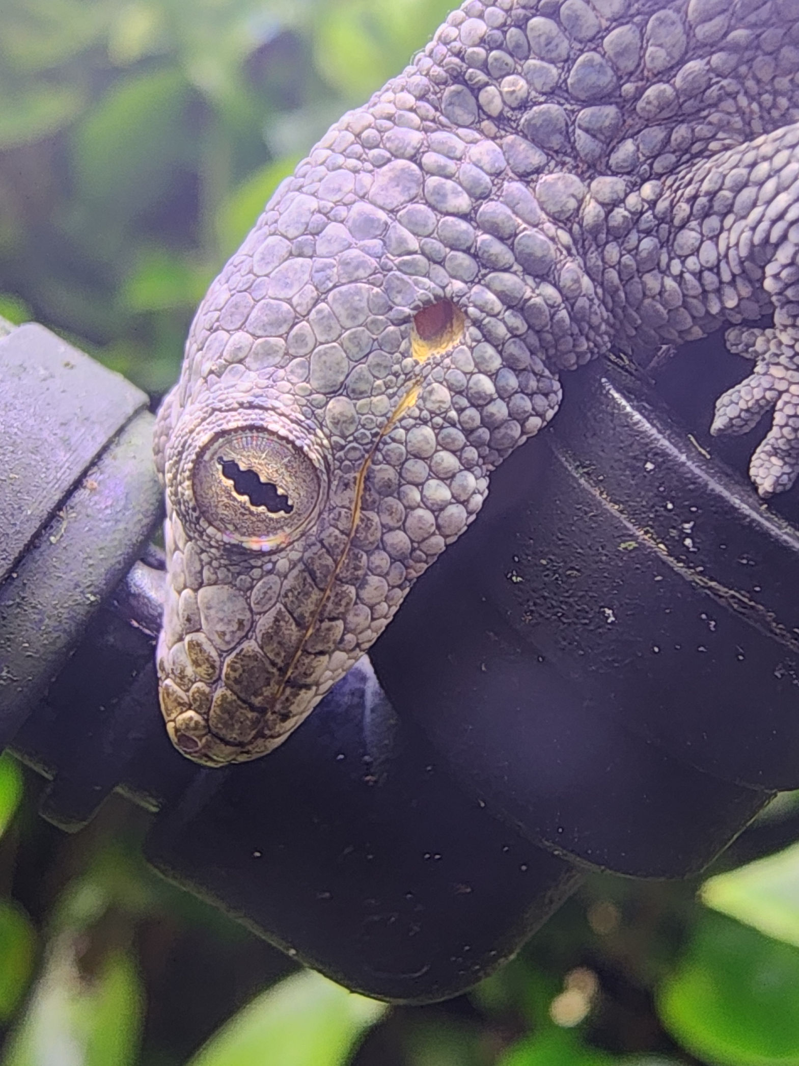 Chameleon Gecko male