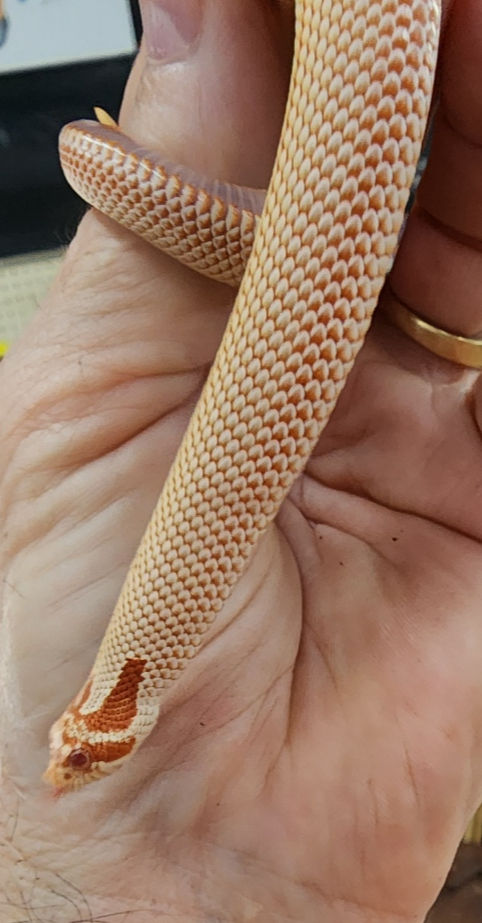 Thumbnail: Super Conda Extreme Red Purple line Hog Nose Male