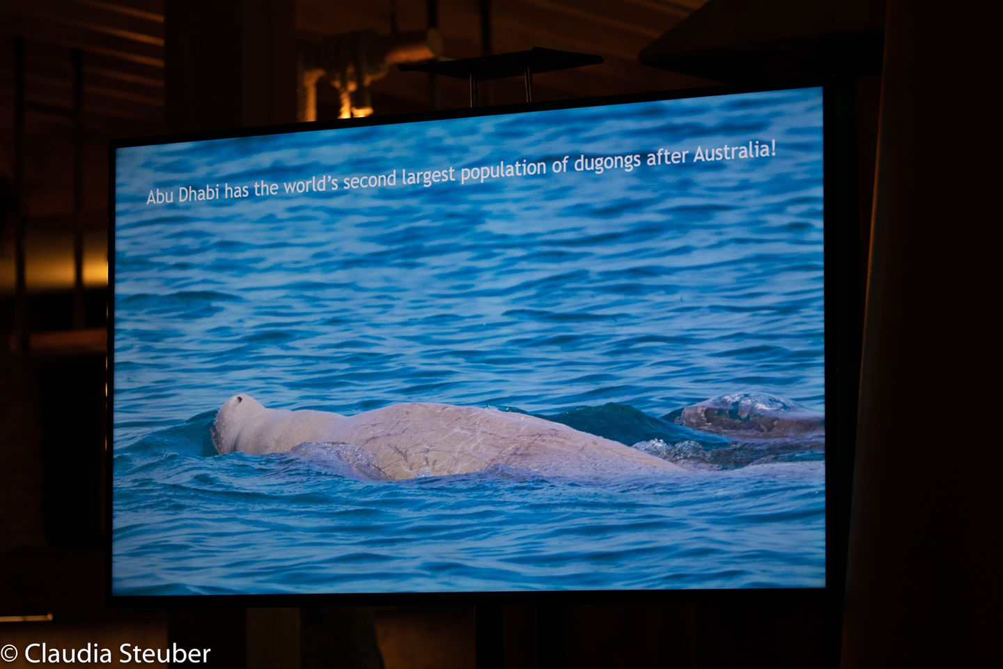 Nautica face Saadiyat 24 (1 von 1).jpg