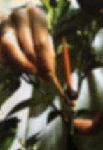 La greffe de l'orangé-1