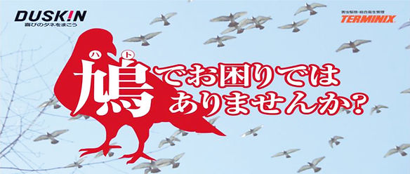 鳩飛来防止