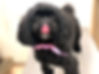 黒マルチーズ