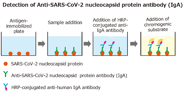 En.原理図(Nucleocapsid).png
