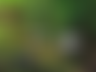 UH Mānoa duck tests preliminarily positive for Avian Influenza