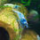 Miniaturbild: Blue Bolt Caridina Zwerggarnelen