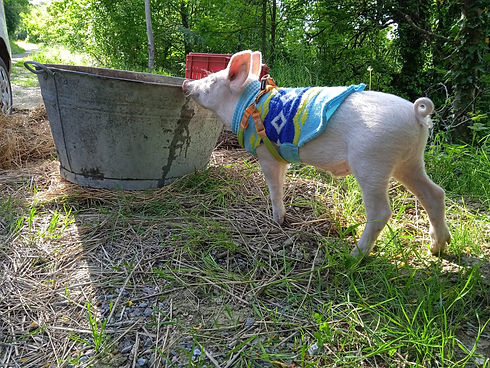 PIG
