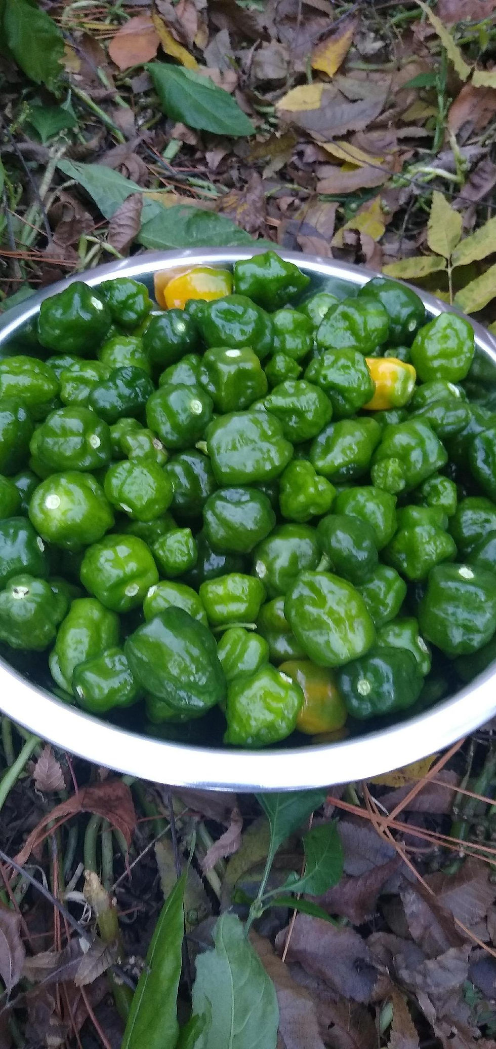 Habanero Pepper