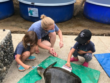Why Should We be Teaching Wildlife Conservation in Schools?