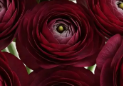 Thumbnail: Ranunculus