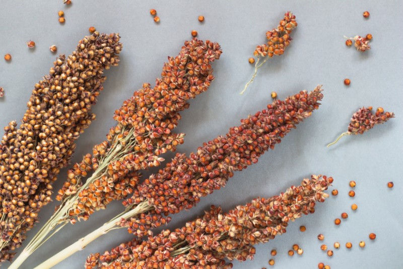 Sorghum spikelets with mature grains