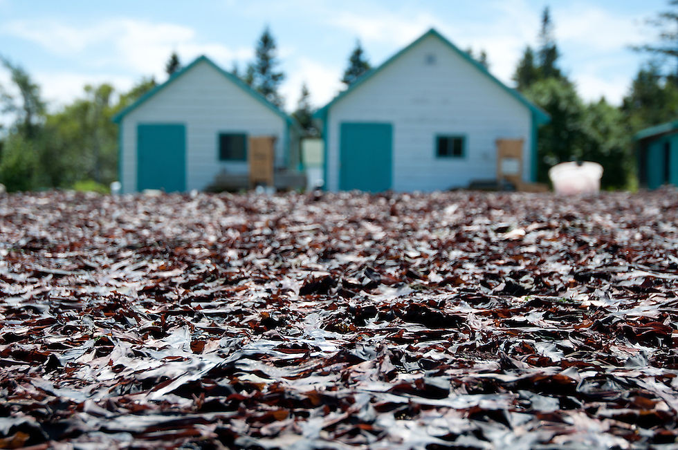 Bay of Fundy Dulse being dried in the sun