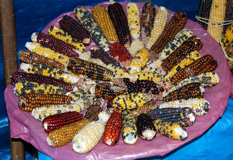 A rainbow of corn strains