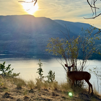 Deer enjoying the sunset on Okanagan Lake
