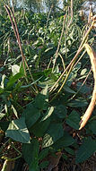 Vigna