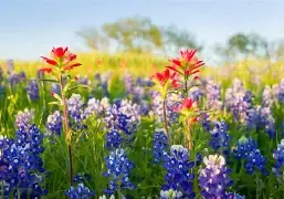 Colorful Wisconsin wildflowers blooming along a hiking trail