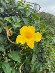 ಅರಿಸಿನಹೂ • ಹಳದಿಹೂ • ಅಲ್ಲಮಂದ