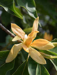 ಸಂಪಿಗೆ