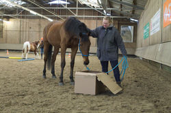 Horsemanship-Training