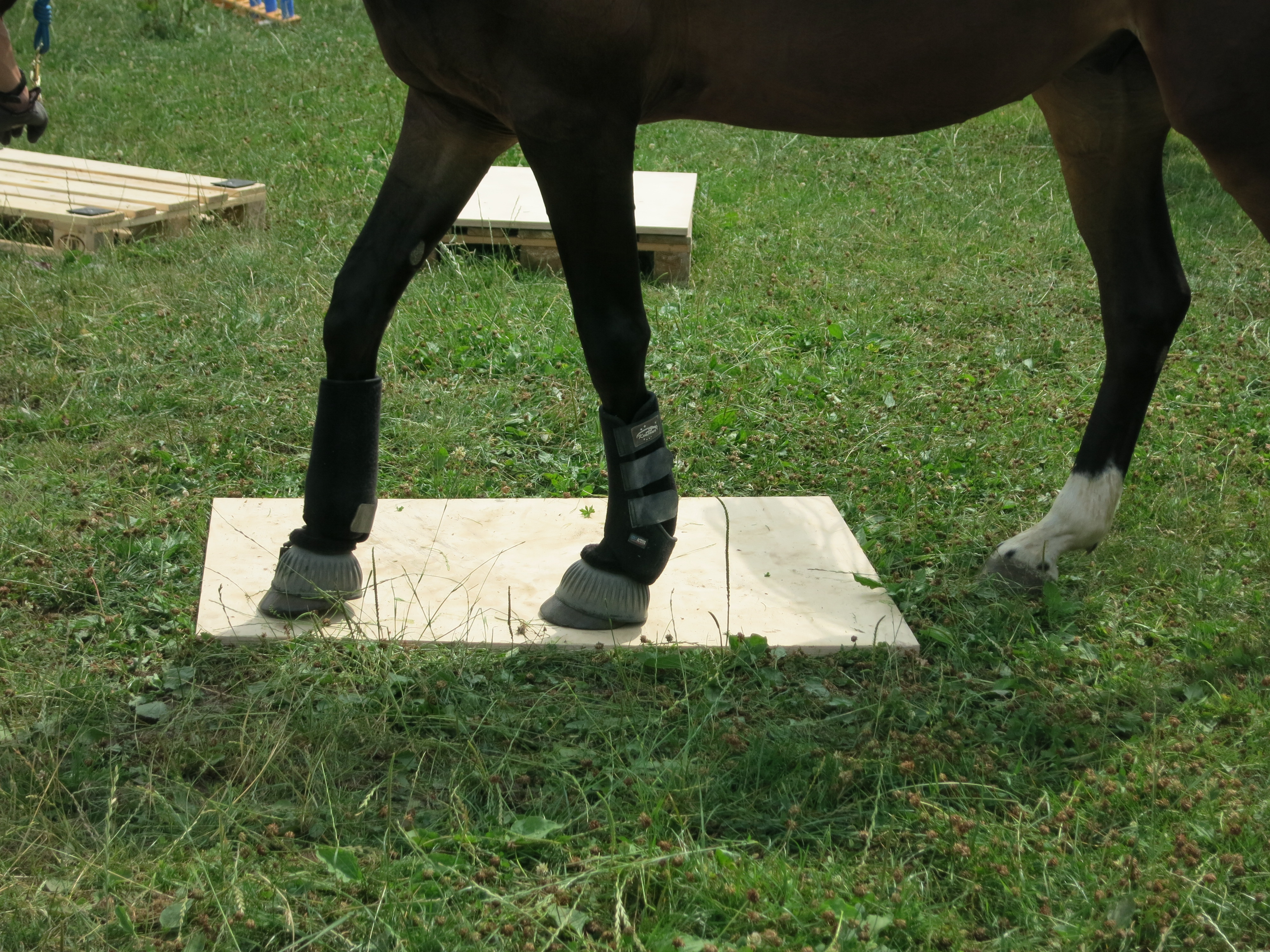 Horsemanship-Training