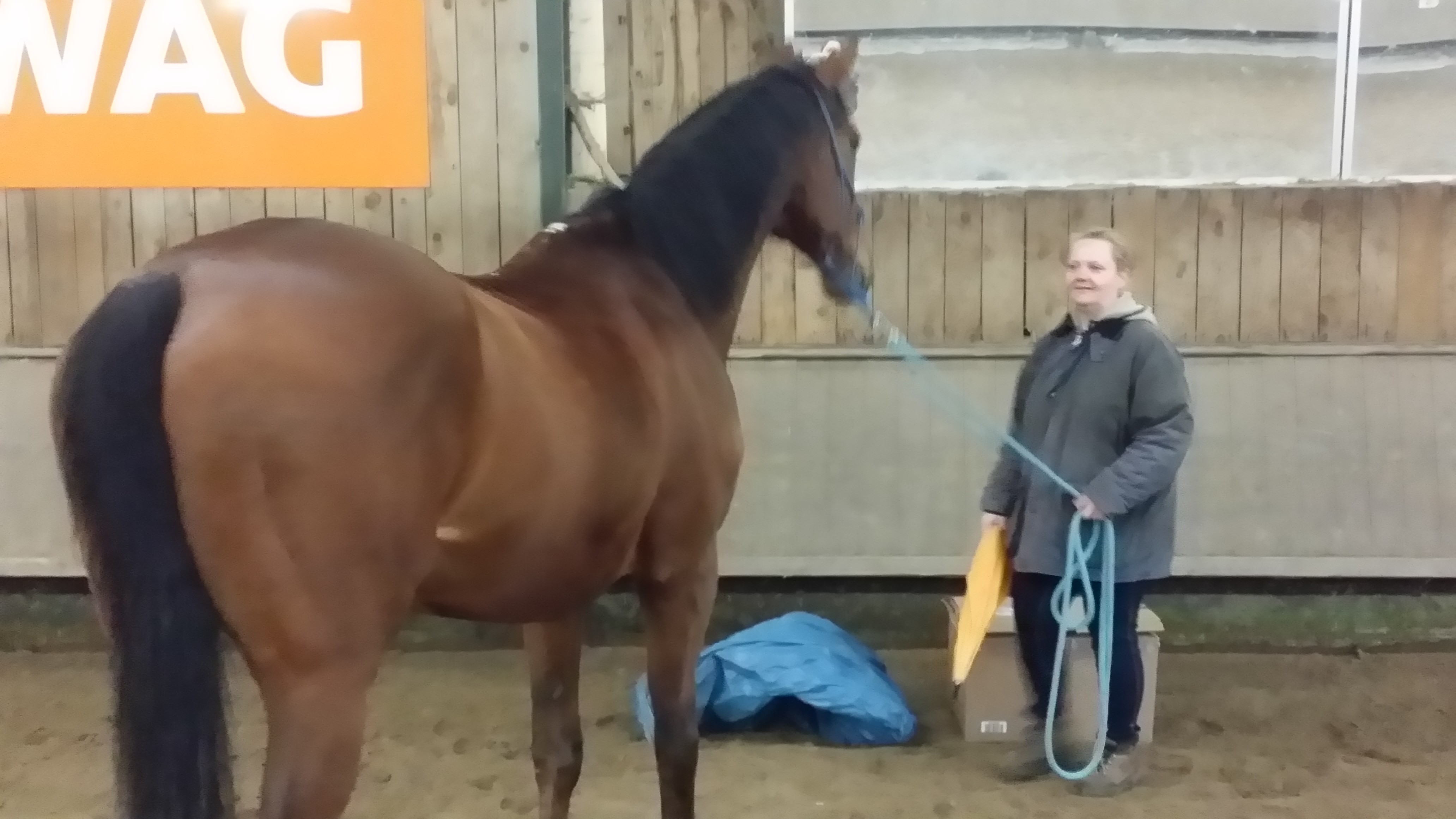 Horsemanship-Training