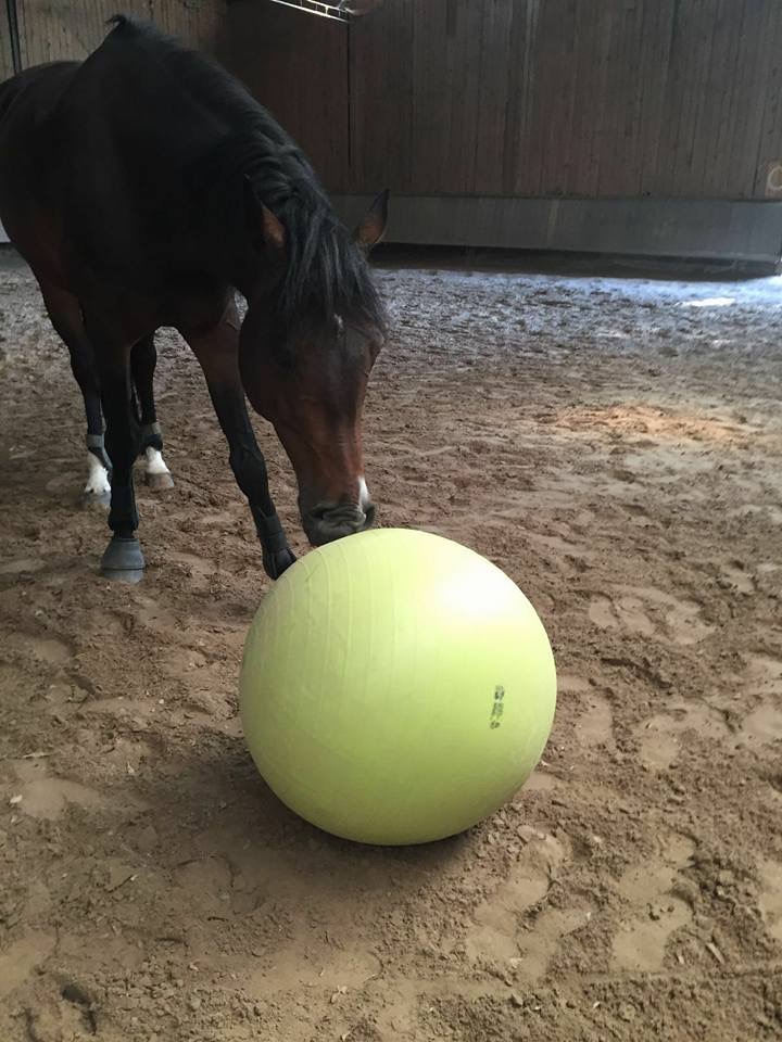 Horsemanship-Training