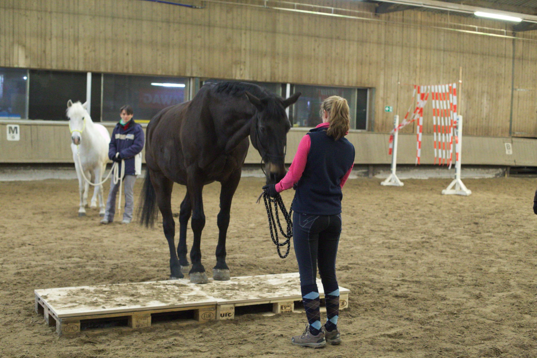 Horsemanship-Training