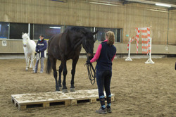 Horsemanship-Training